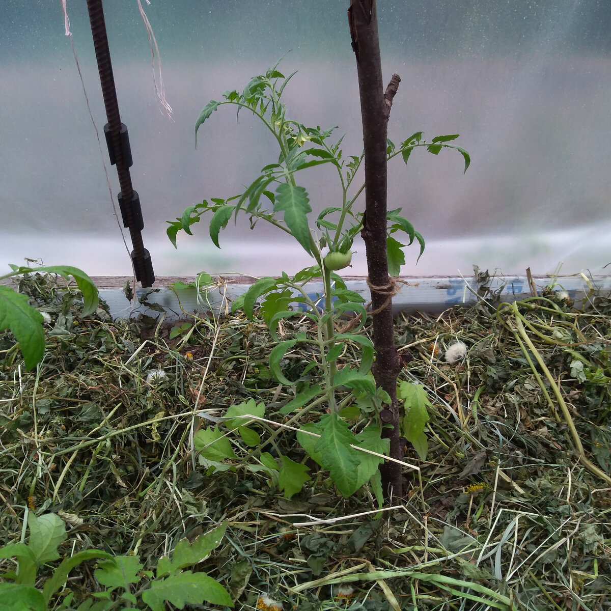 Личное фото автора статьи томат 25.05.21 г.