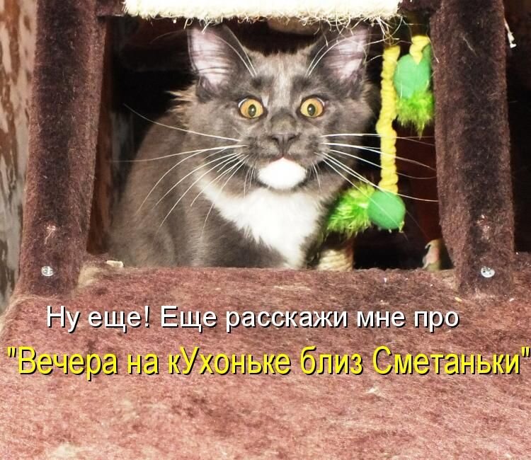 Прикольные картинки с котами и надписями