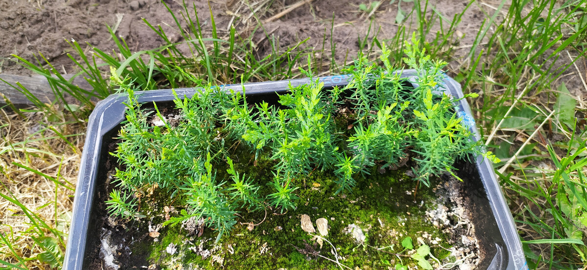 Рассада туи.