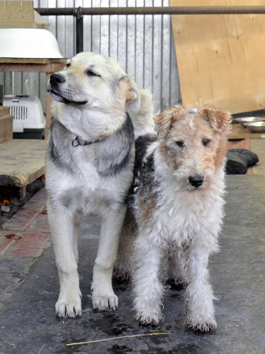 Джек (справа) на прогулке со своим приятелем Барни. Фото из личного архива
