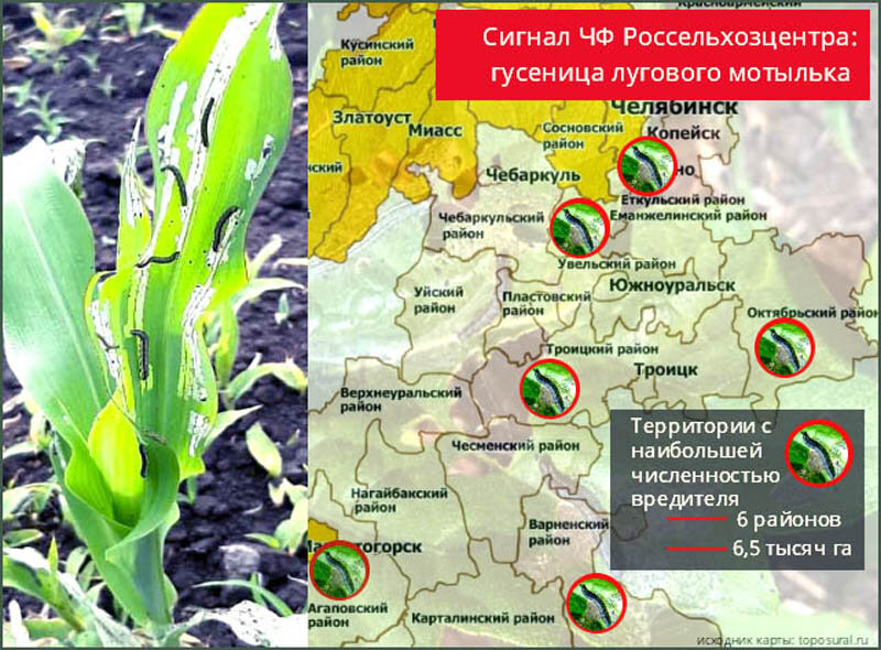 На фото: территории Челябинской области с наибольшей численностью вредителя