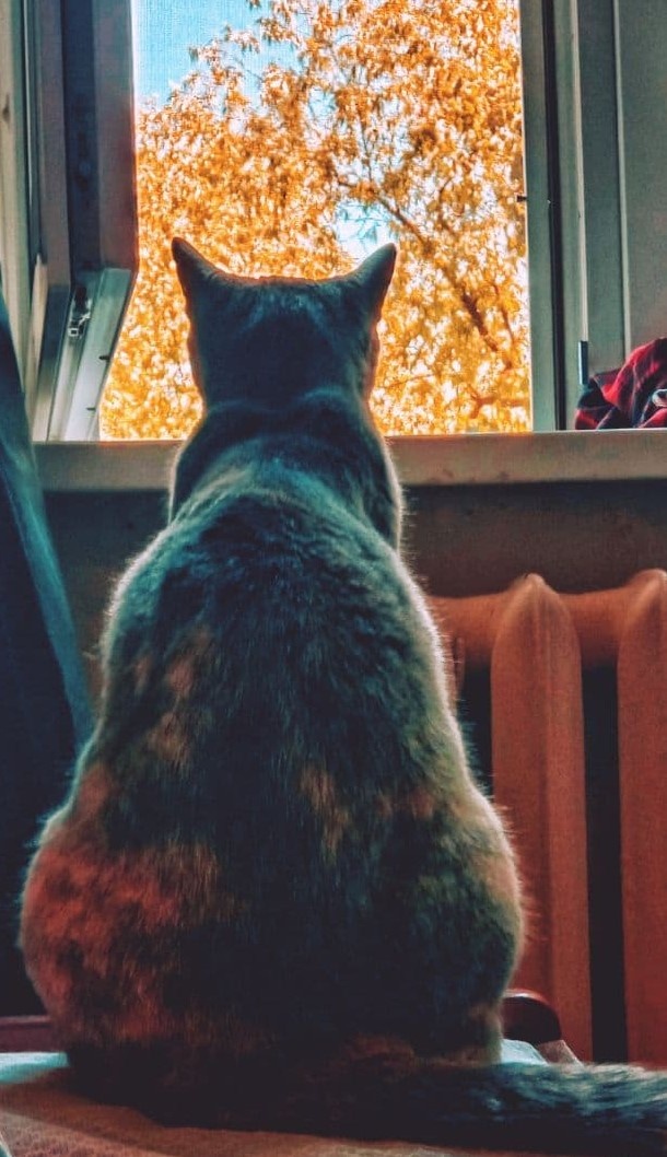 Одинокая кошка