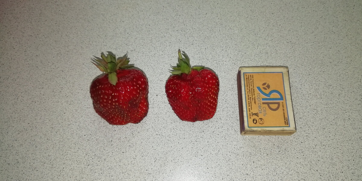 Самая крупная ягода сорта Азия. 