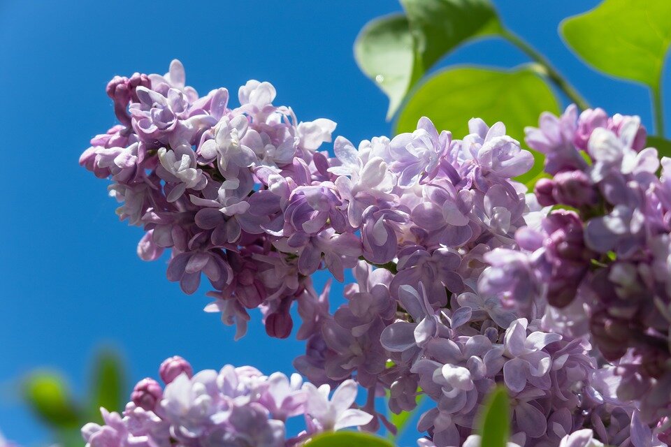 фото с pixabay.com Сирень.