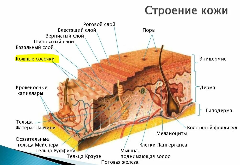 Дерма соединительный слой кожи. Послойное строение кожи. Схема строения кожи. Слои кожи структура слоев кожи. Строение кожи человека эпидермис дерма гиподерма.