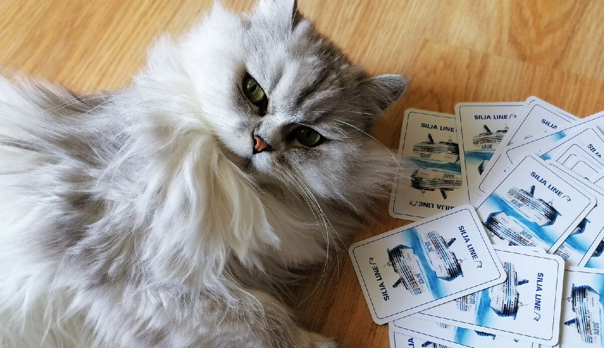 Серая кошка. Фото автора