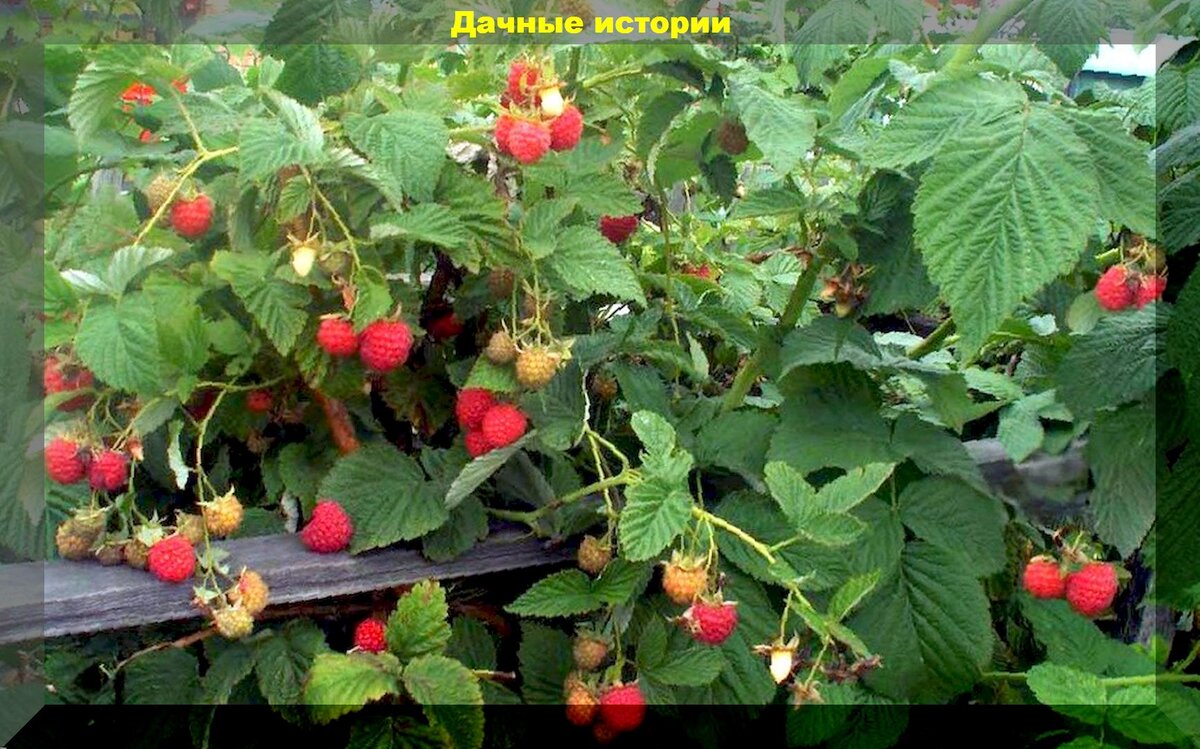 Получить урожай малины. Урожай малина Ессентуки. Урожайный малина база. Урожай малина база. Урожай малина база отдыха Ессентуки.