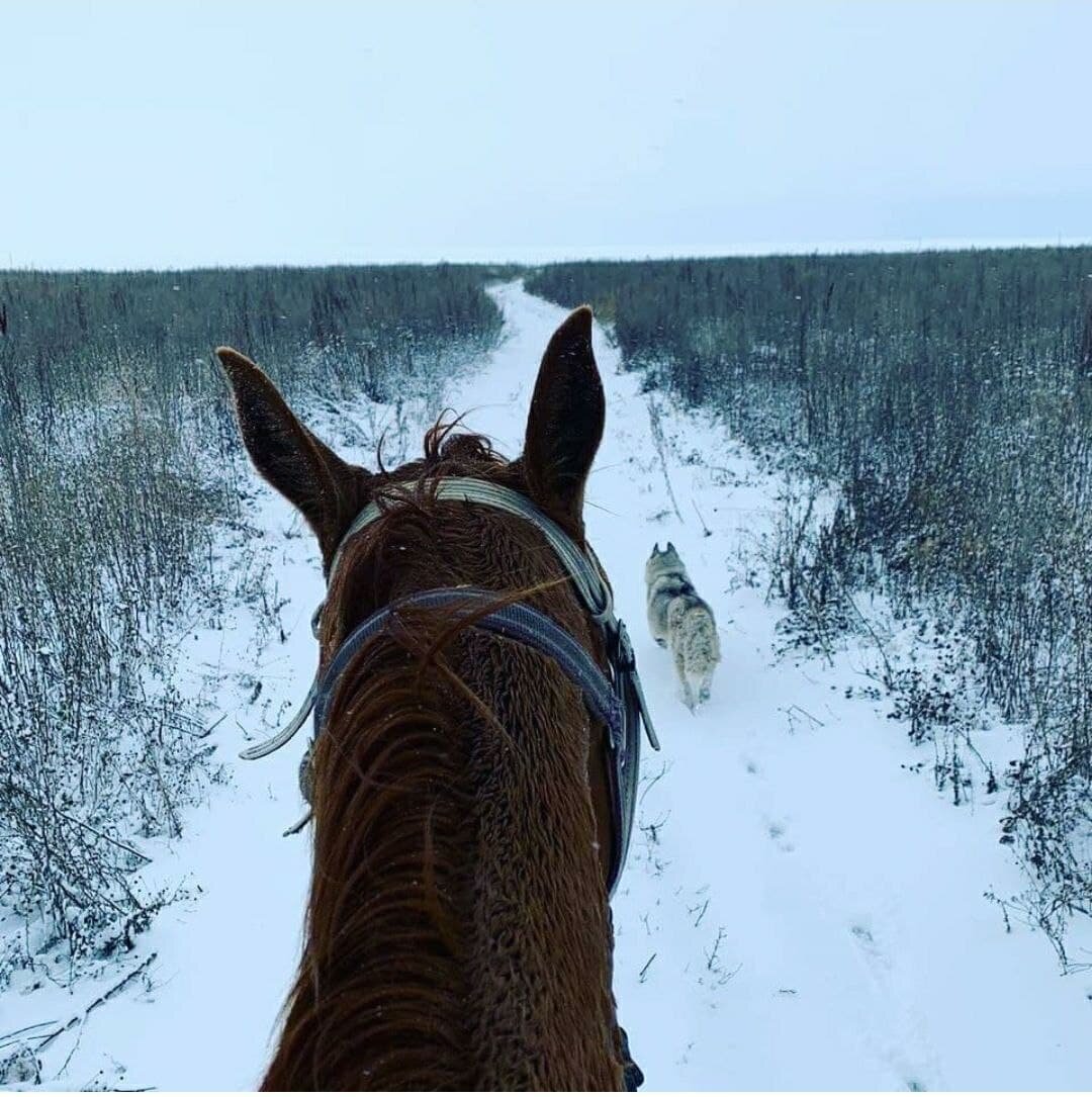 Фото из инстаграма @horseclub_laishevo