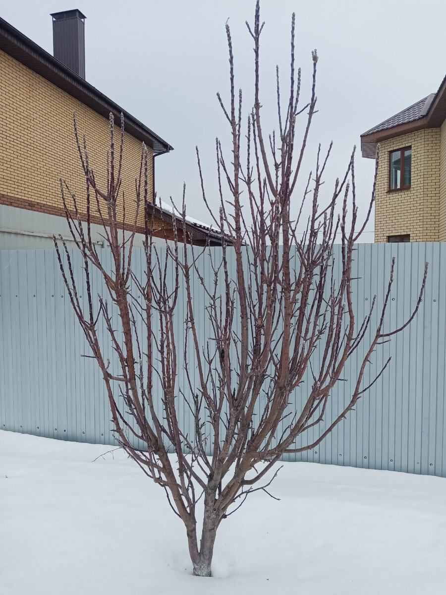 Фото До обрезки. 