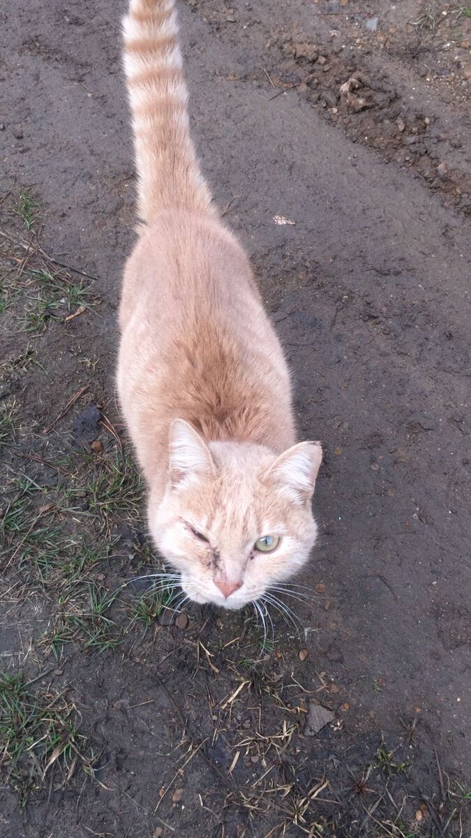 Свежая партия "мяса". Котика выкинули всего две недели назад. А он уже слепнет от инфекции.  