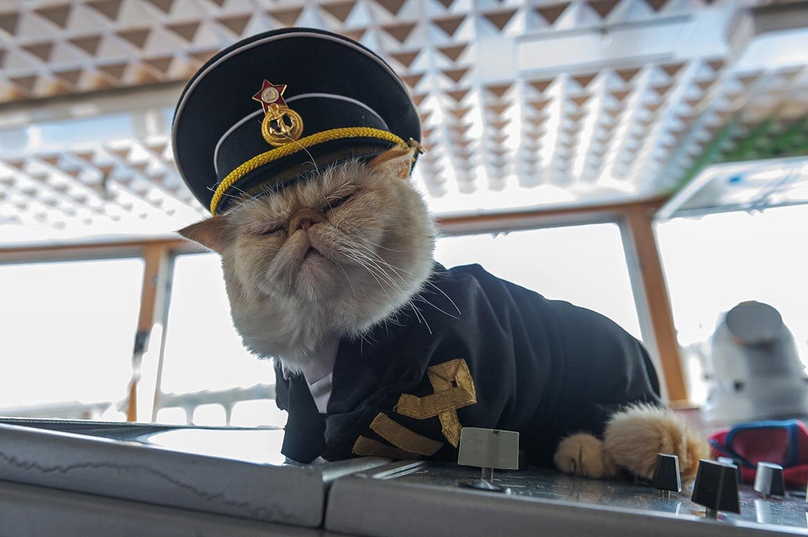 На корабле несколько кошек несколько матросов. Кот матрос на теплоходе Чернышевский. Матрос Боцман Капитан. Матрос Боцман старпом.