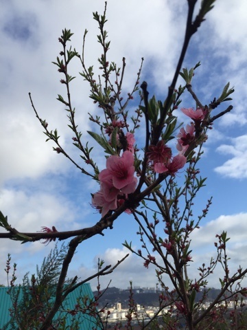 Персик цветёт