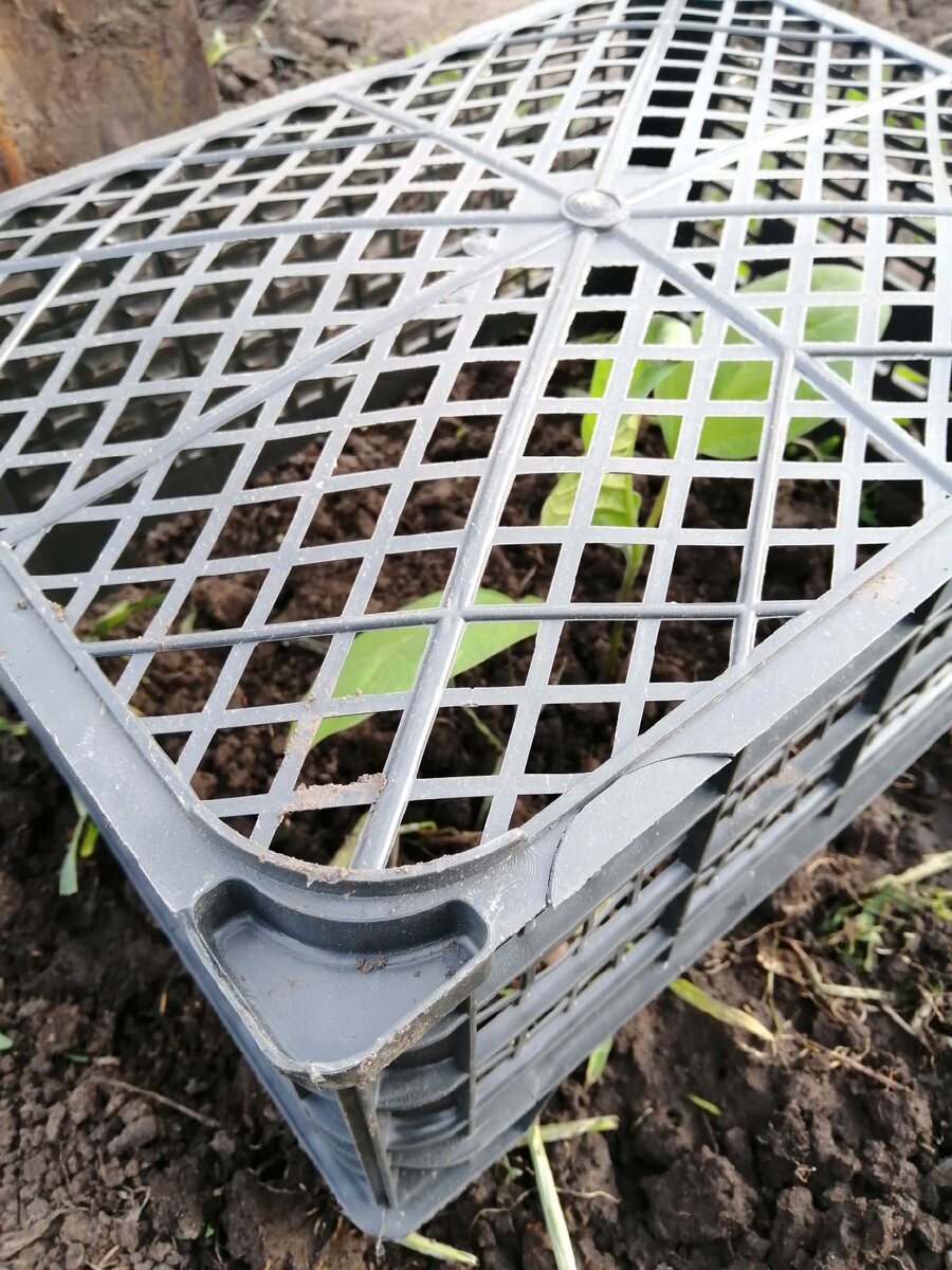 прекрасно себя чувствует 