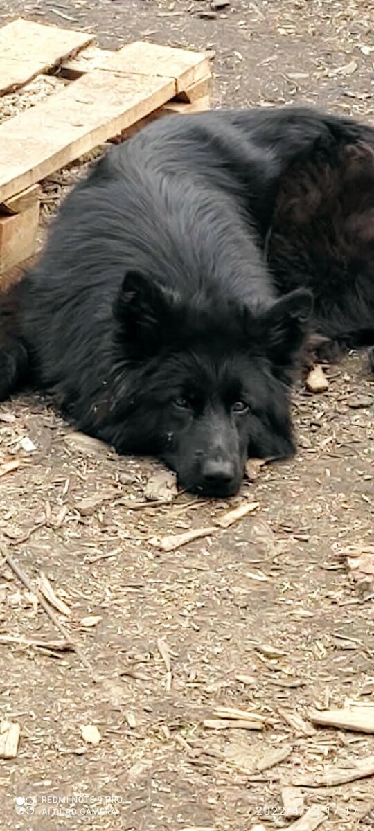 Нала сейчас