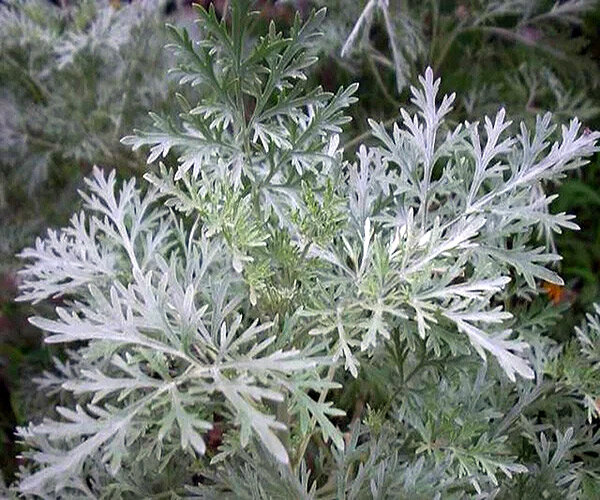 Жутко горькая, полынь белая.