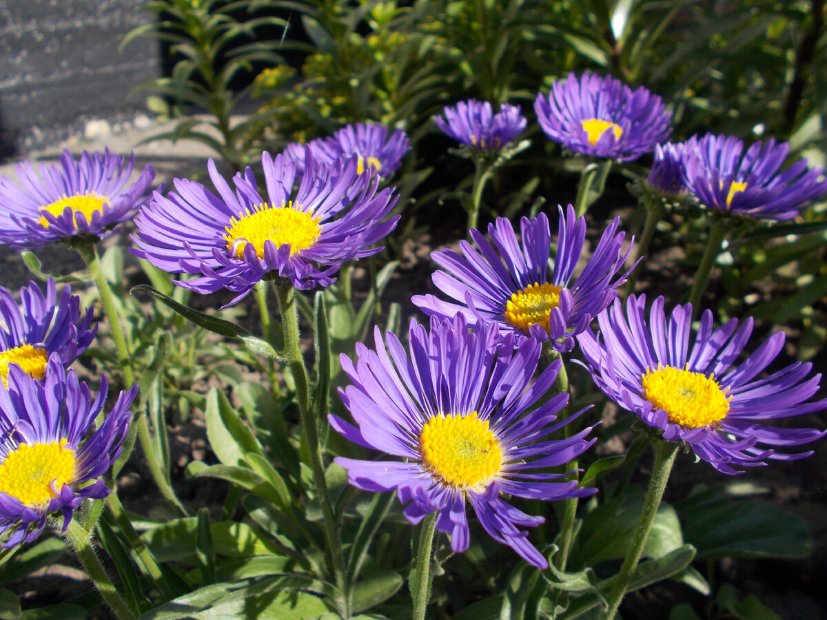 Астра Aster coloradoensis