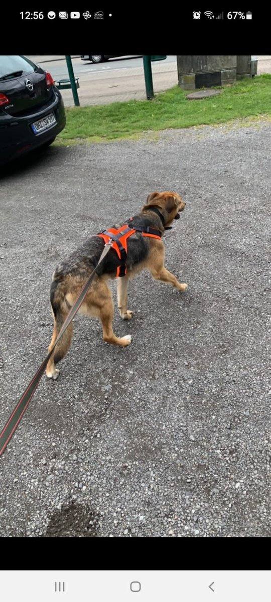 Так как собачка молодая, с ней гуляют часто