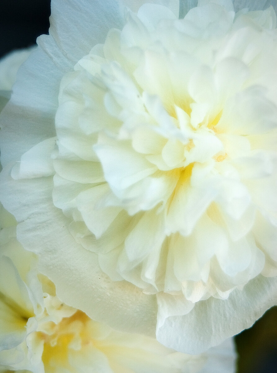 Мальва Рождество от Гавриш