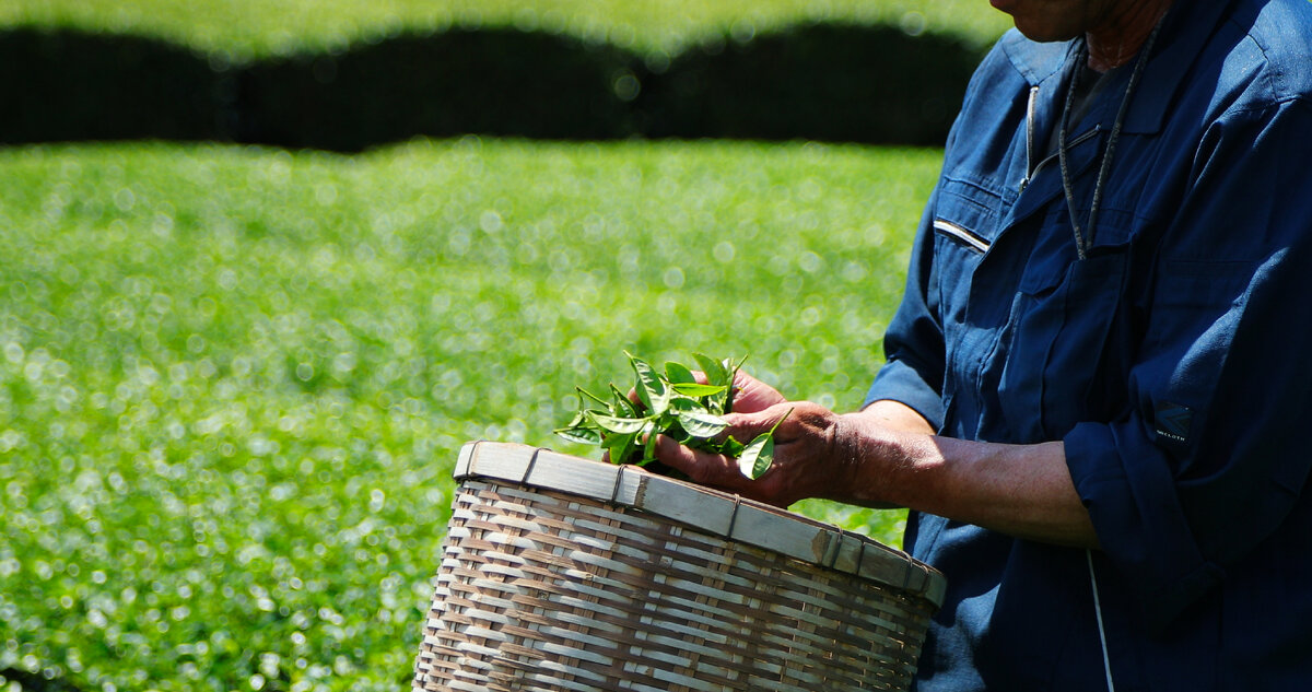 Сбор чая сенча