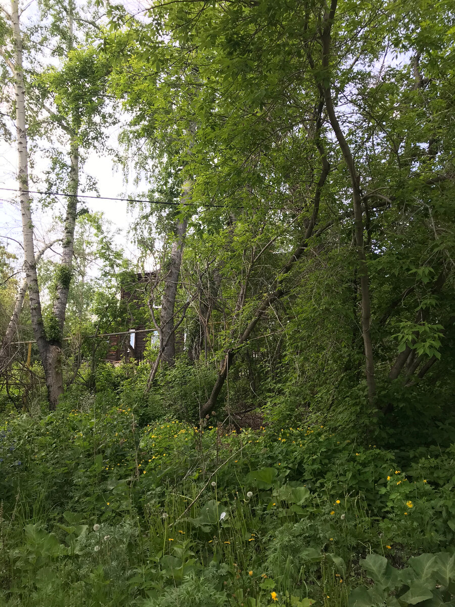 Заросли за окном трамвая 