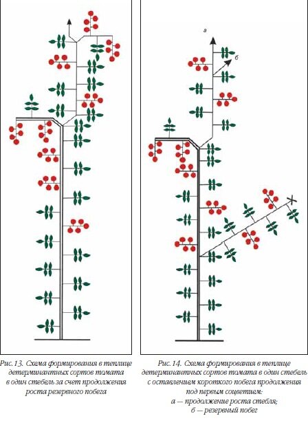 Формирование детерминантных томатов в открытом грунте схема