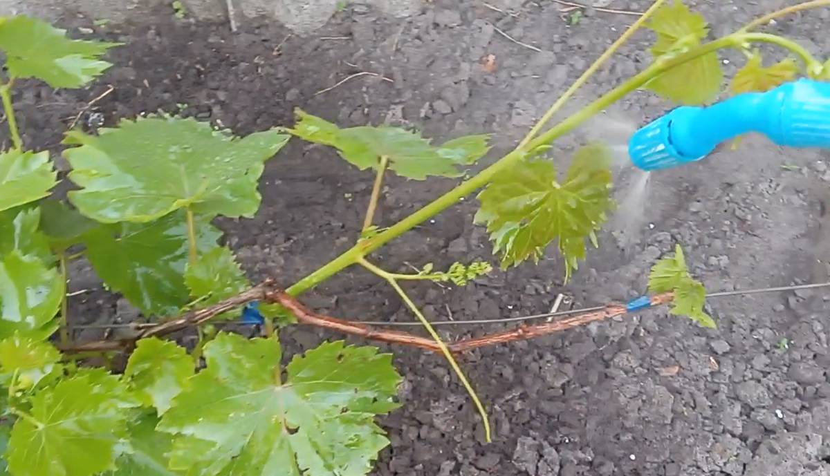 Обрабатываю все кусты, даже те что внешне здоровы. Профилактика.