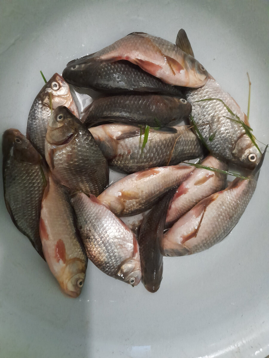 Это самый первый улов, а всего раза в три больше.