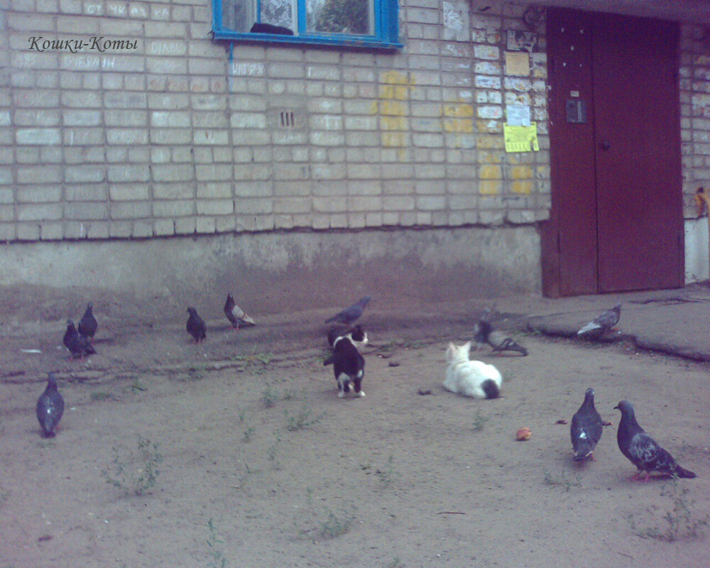 1. Что вы все время хлеб из окна кидаете? Кидайте лучше колбасу.