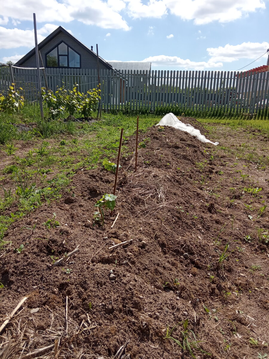 Гряда этого года с высаженными саженцами винограда 10 дней назад.