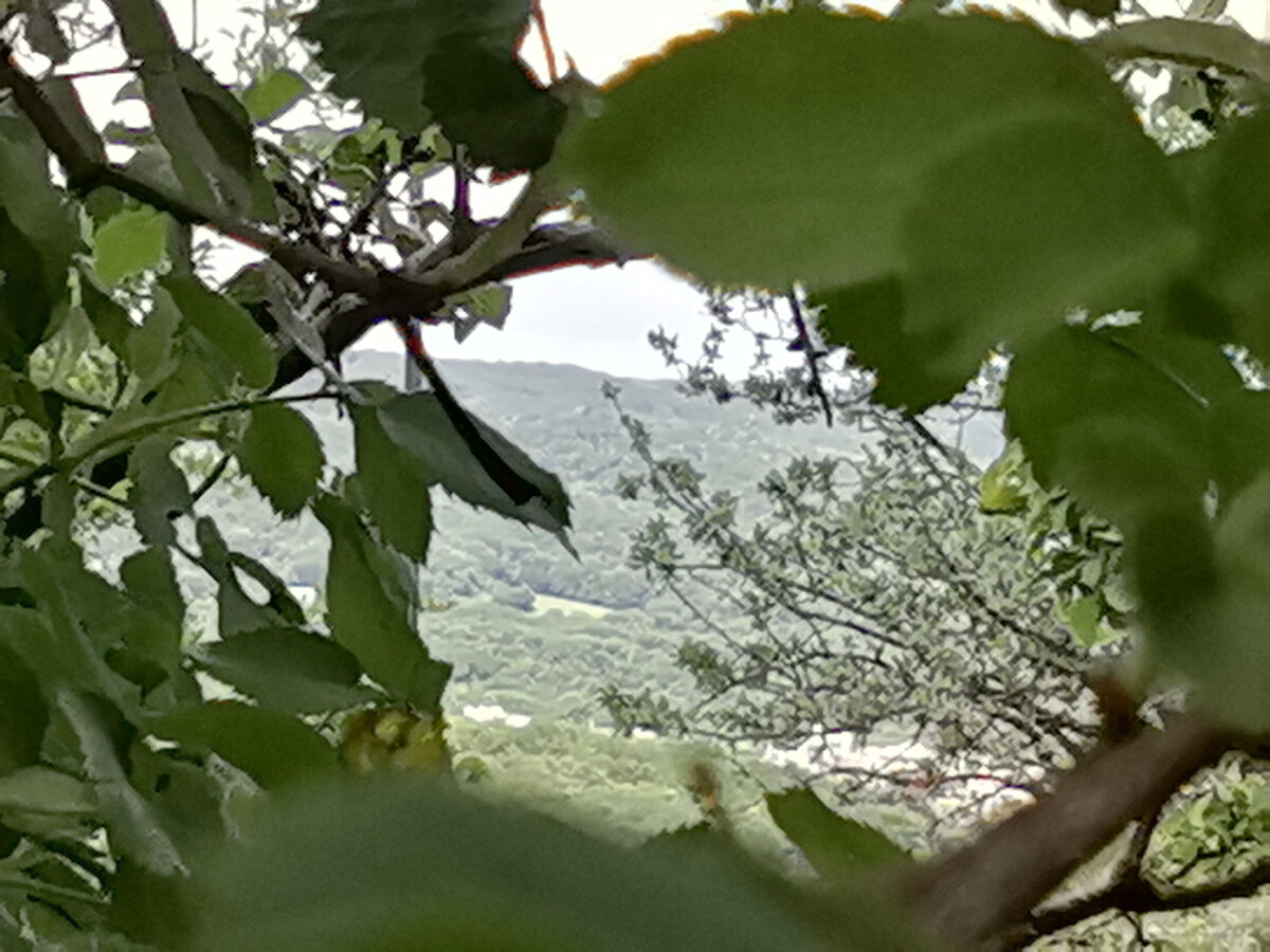 Виды с заброшенного уголка нашего сада.