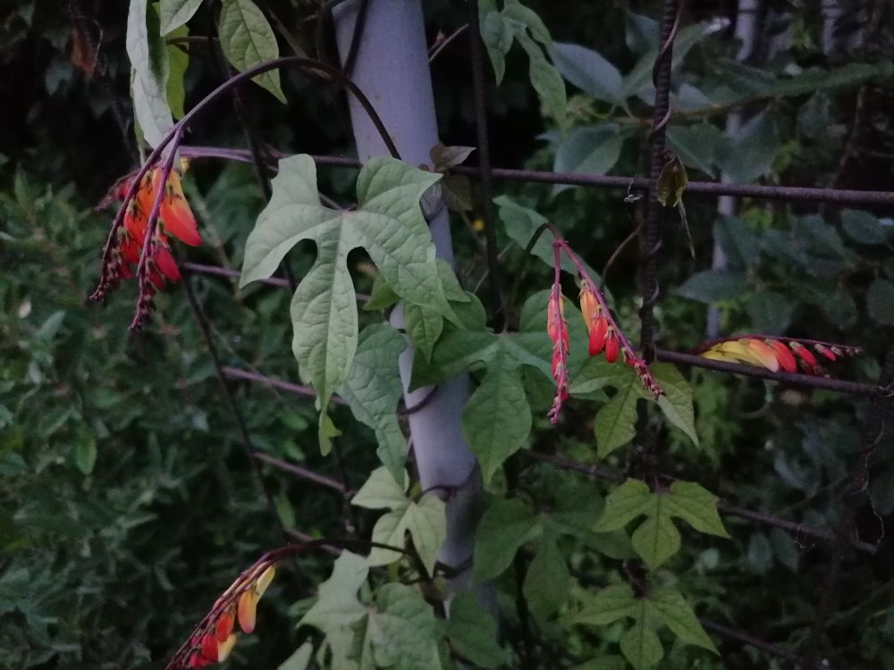 Мина лобата