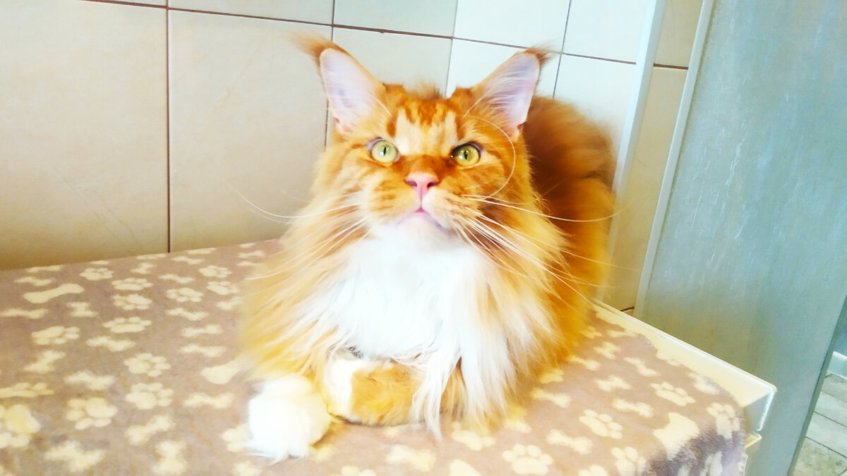 Мейн кун Степа.