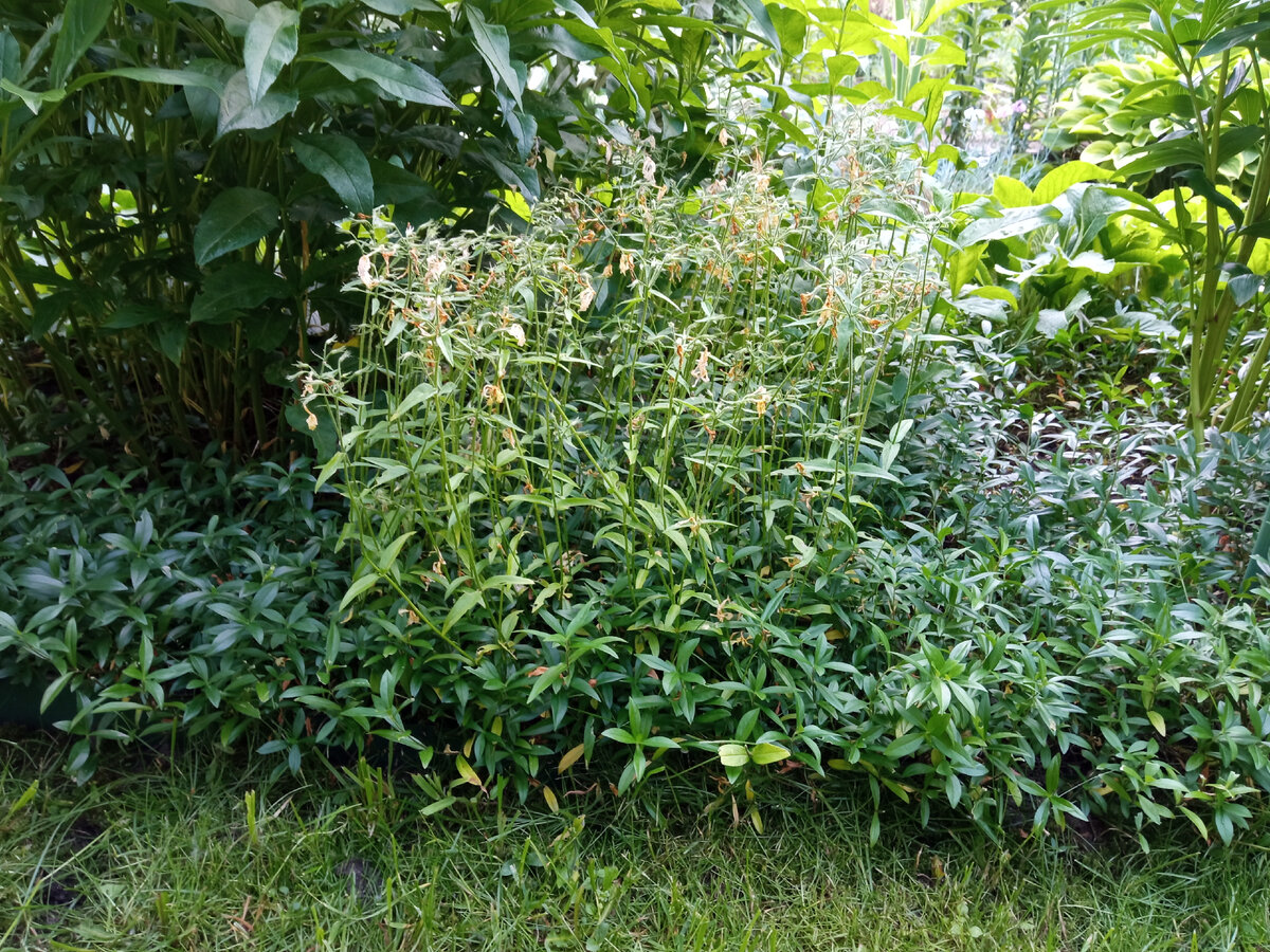 Для сравнения: справа и слева цветоносы удалены, а в центре оставлены. 