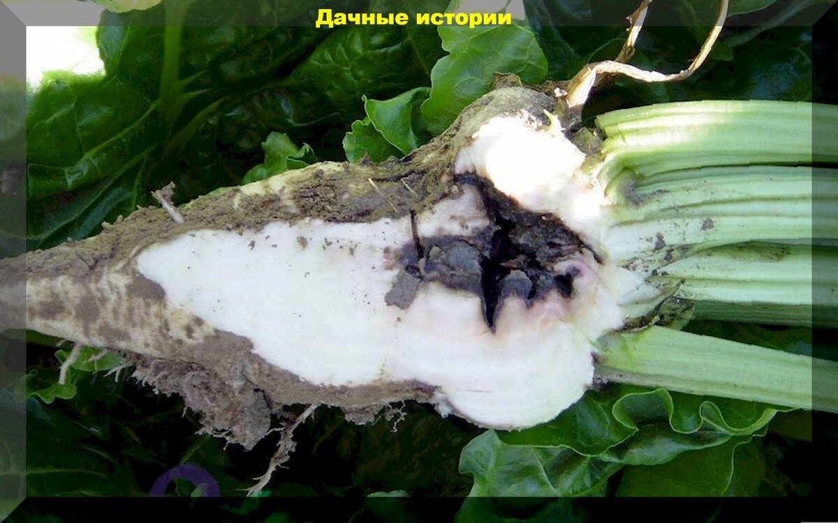 https://vk.com/photo-159774511_457254301