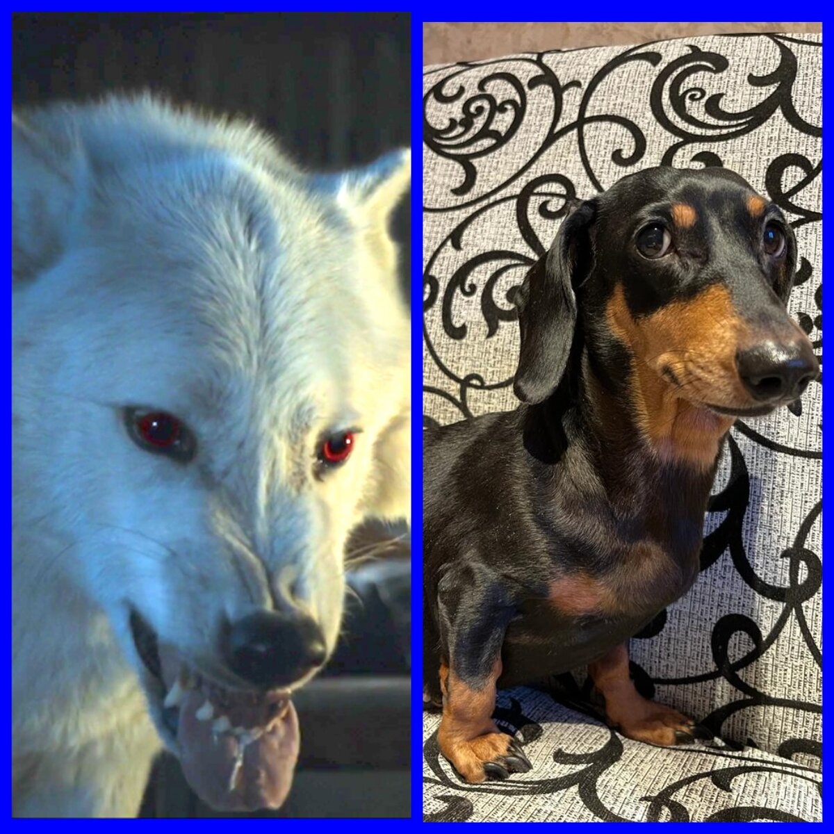 Мы даже свою таксу стали называть лютоволком. А что, разве не похожа?! Коллаж мой, одна картинка - из Интернета.