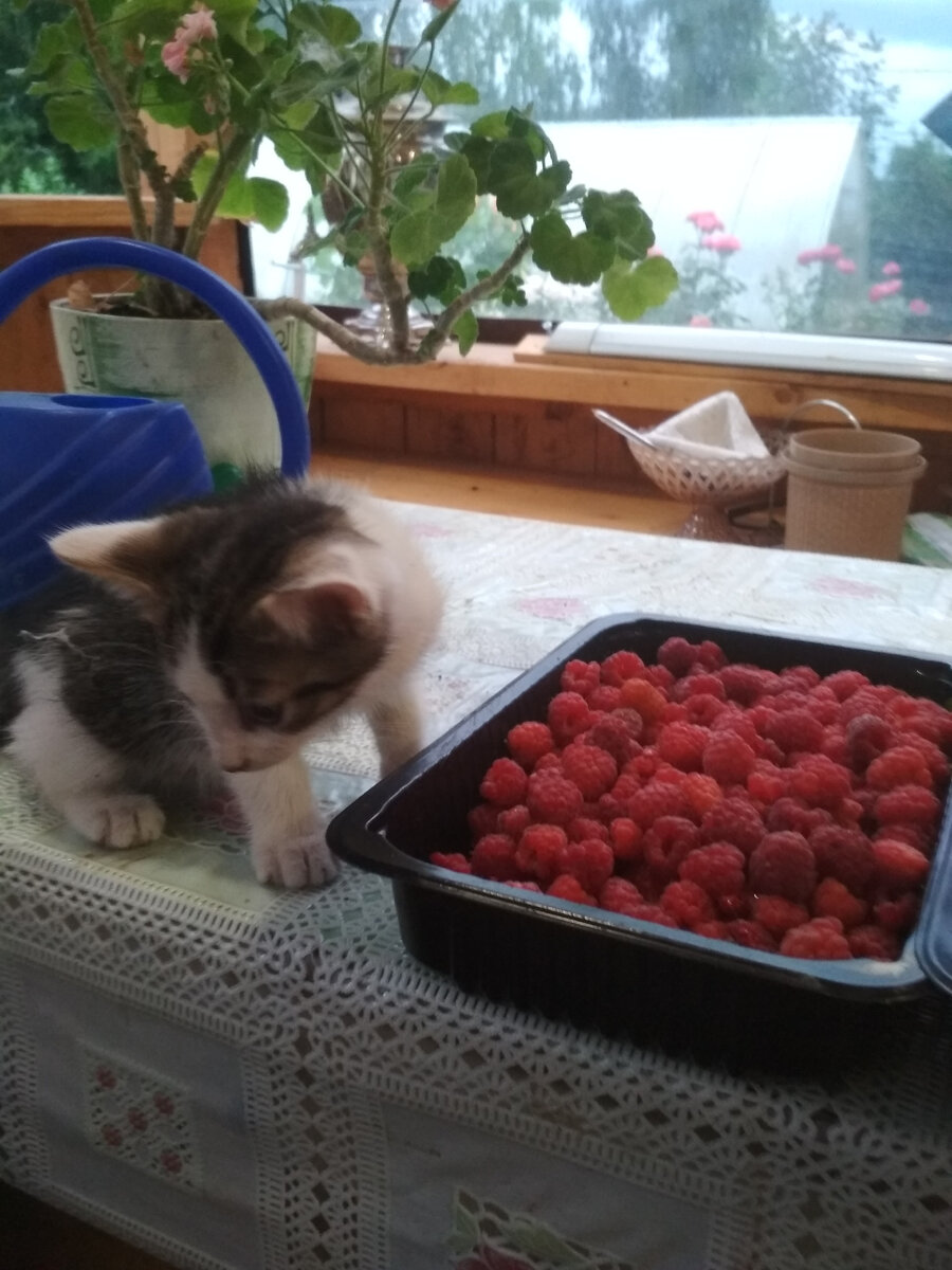 Помощник Феликс