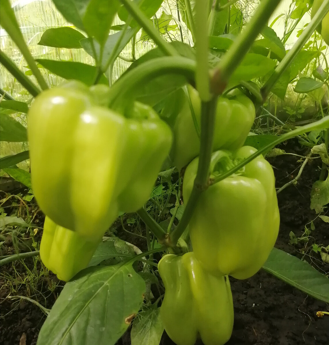 На кустах перца много плодов. 