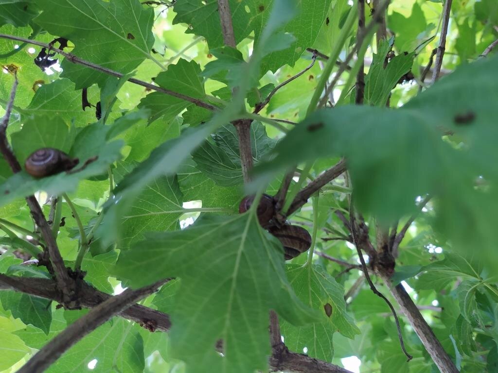 Улитки на калине на высоте 2,5 метра. Едят калину в саду автора.