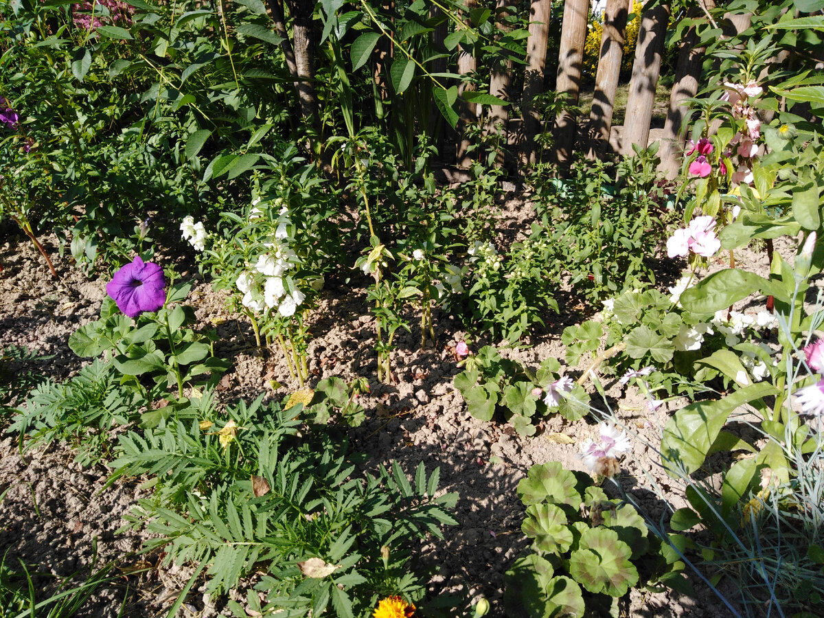 Бархатцы огибают клумбу по переднему краю