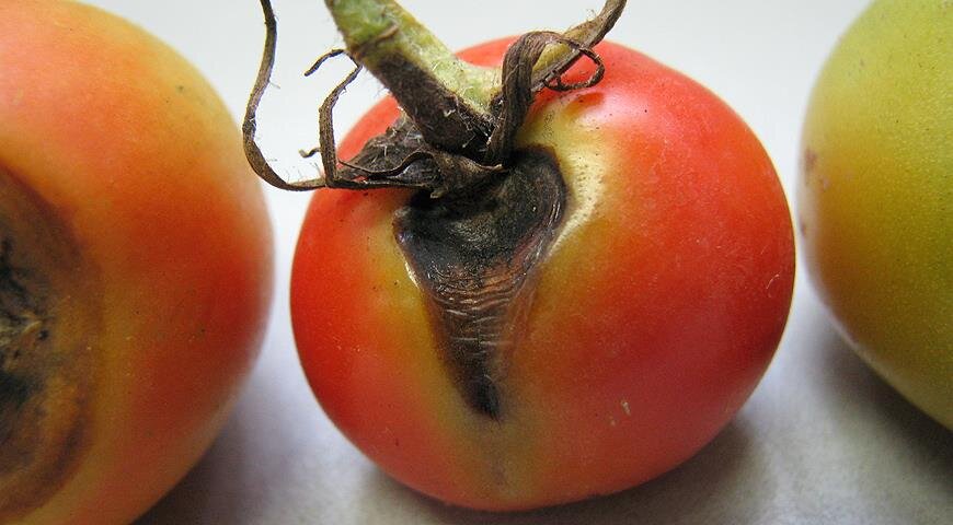 Альтернариоз томатов