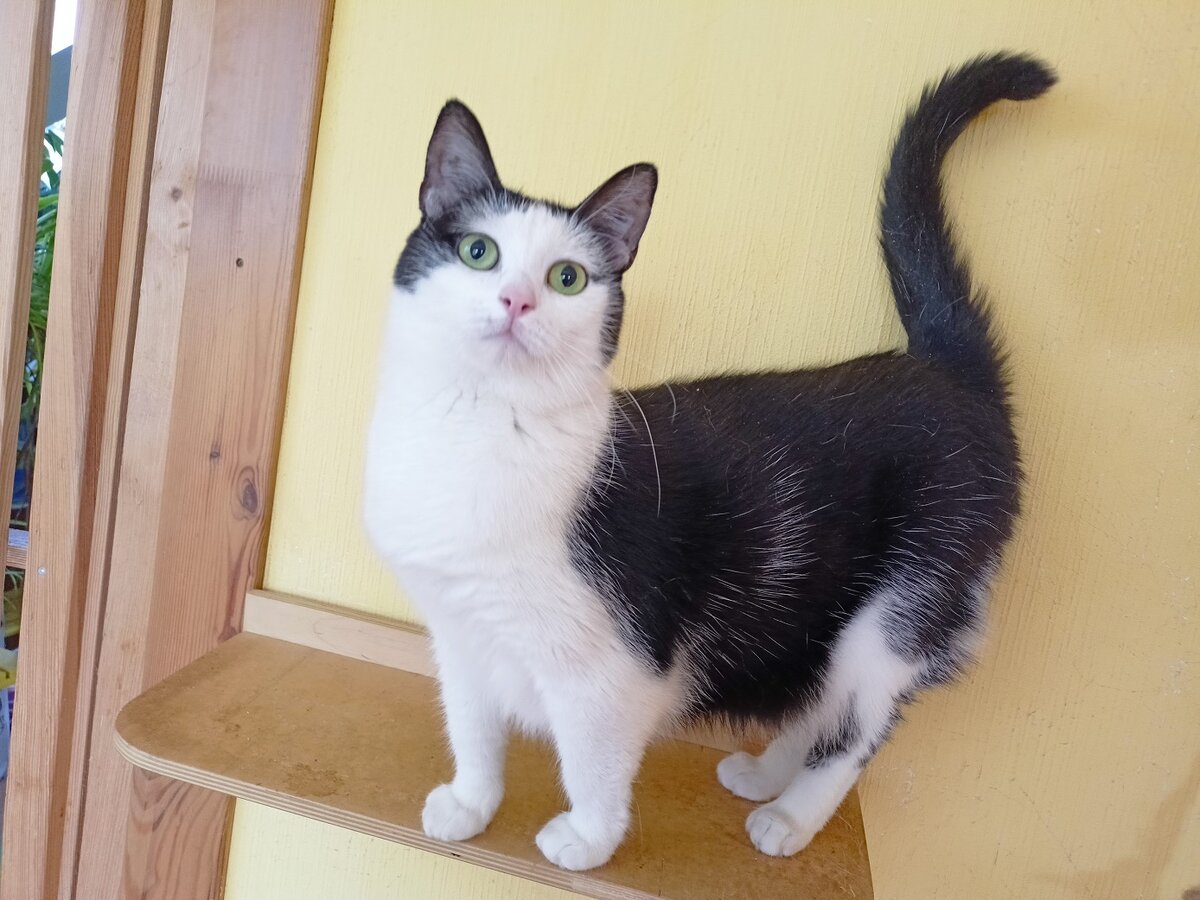 Катерина - провокатор кошачьих разборок