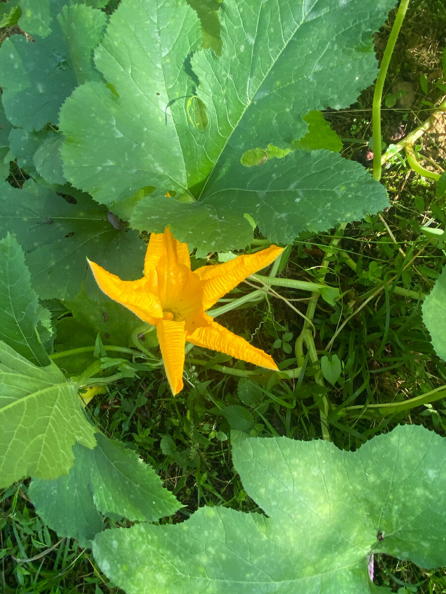 Новое цветение кабачков