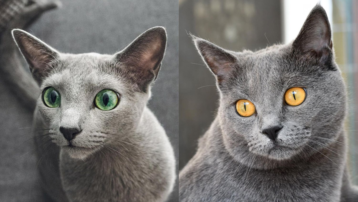 В отличии от британских котов, шартрезы не такие мордатые, а от русских голубых они отличаются цветом глаз и более крепким коренастым телосложением (слева - русская голубая, справа - шартрез).