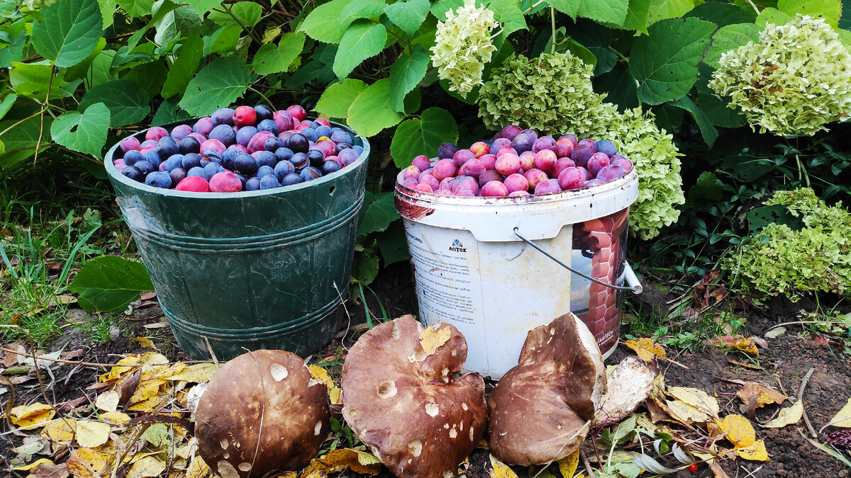 В статье использованы фото автора