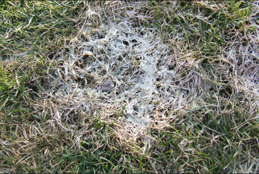 Снежная плесень на озимой ржи. Microdochium nivale. Снежная плесень на озимой ржи. Снежная плесень озимых злаковых культур. Склеротиниоз пшеницы.