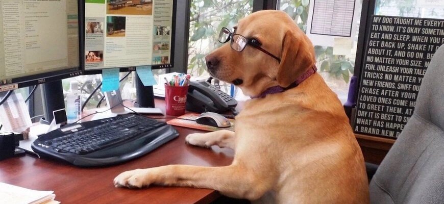 В японской компании разрешили брать с собой на работу собак itcrumbs.ru