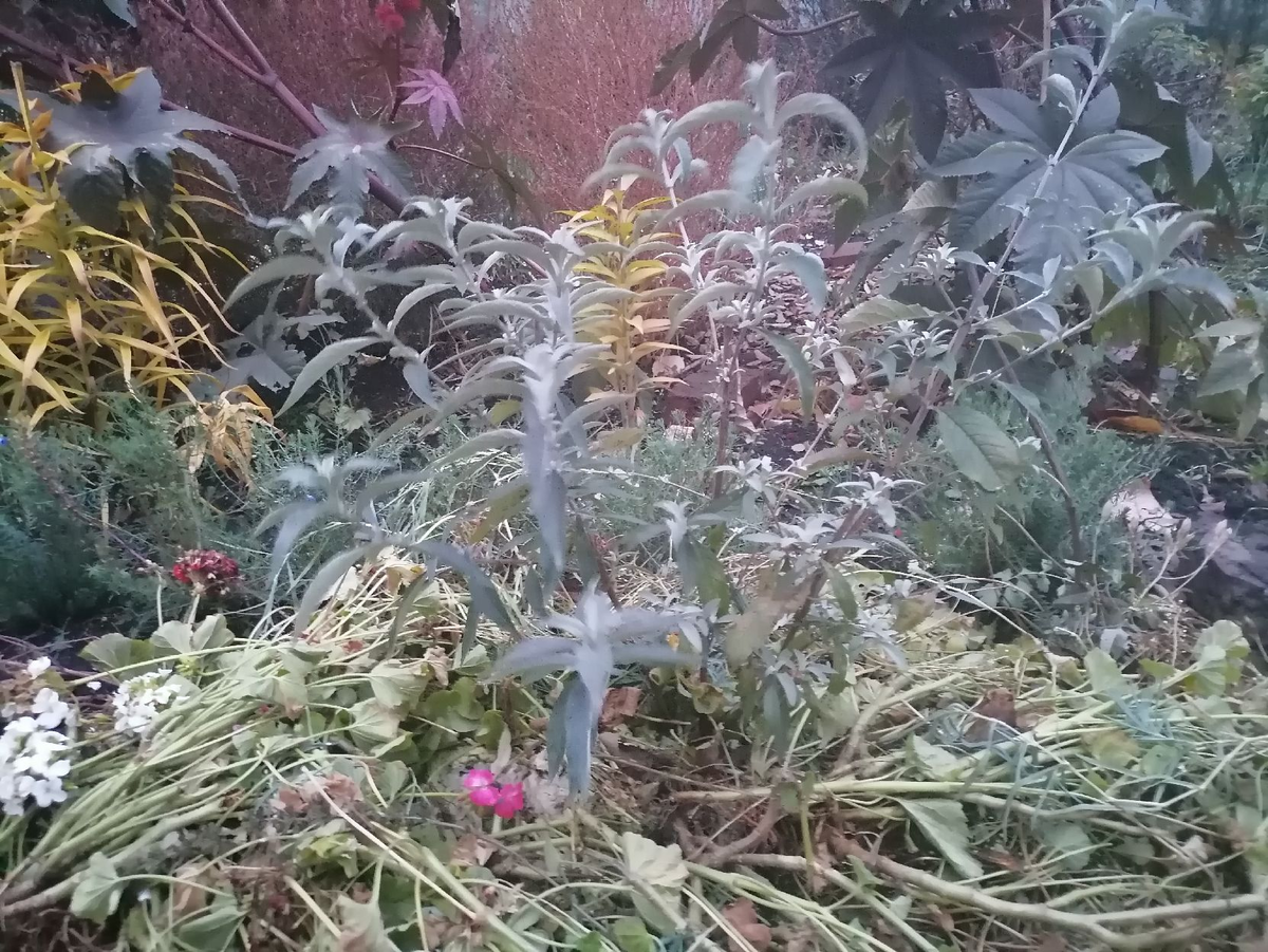 Буддлею замульчировала
