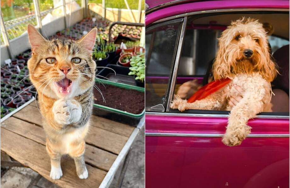    Объявлены 15 самых комичных и уморительных питомцев этого года