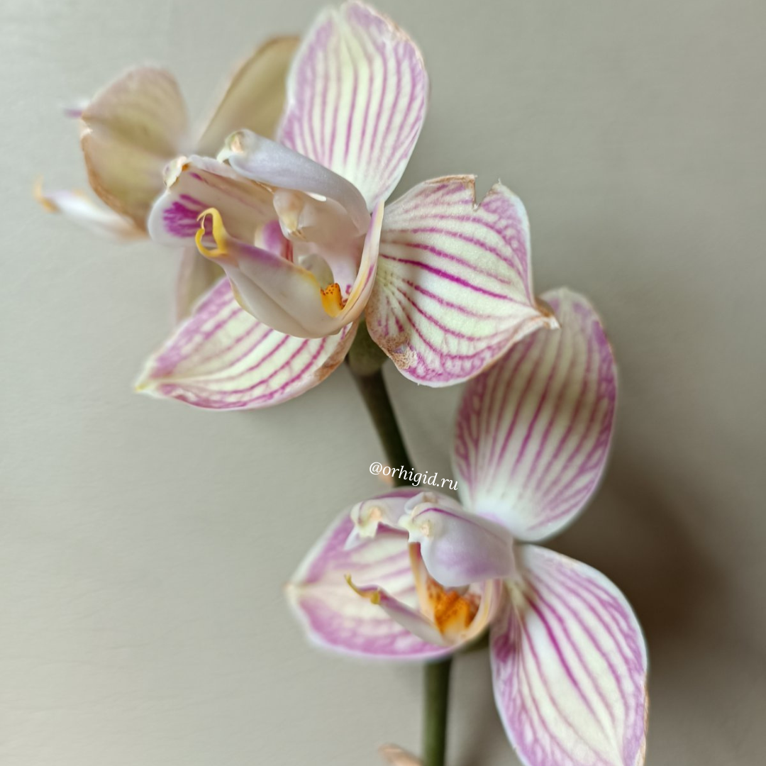 Фаленопсис Торино бабулетка, тот, с которого началась трипсовая эпопея этого года