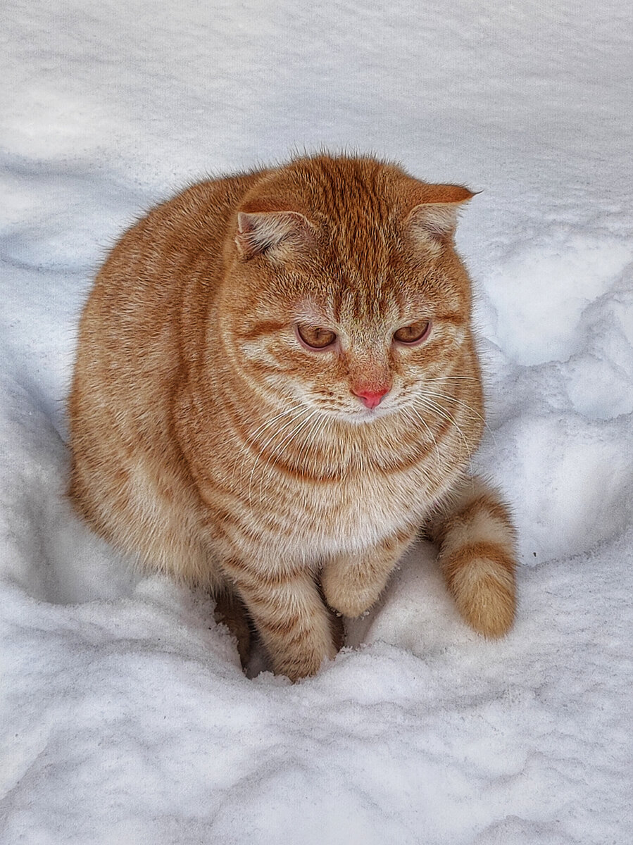 Семён сегодня